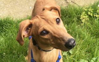 LOOKING FOR LOVE: Young lurcher Ophelia is in search of a new home