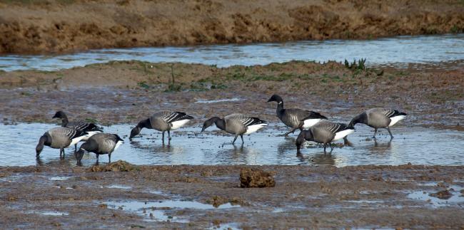 Flock - brent geese at Fingringhoe Wick Credit: Peter Bowden