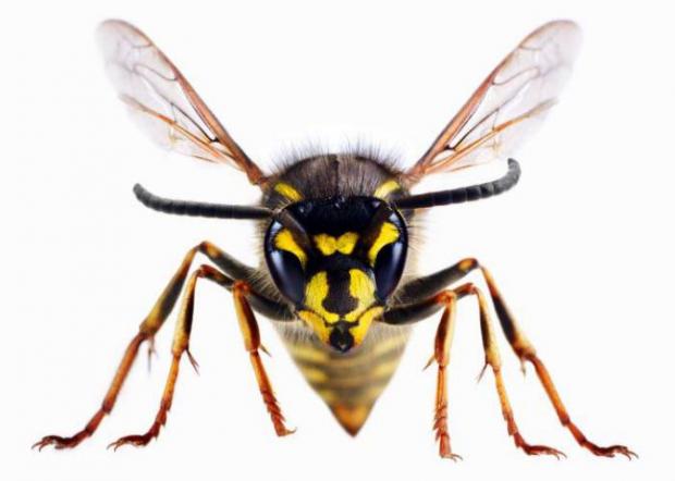 Braintree and Witham Times: A wasp